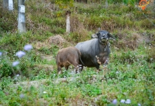 Vietnam Adventure Tour 3 Day Authentic Northwest To Mai Chau - Pu Luong 