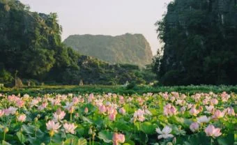 Day 2: DAY 2: Mai Chau - Pu Luong Nature Reserve - Ninh Binh  (B/L/D)